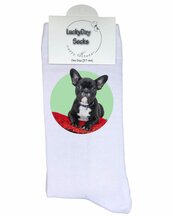 Foto hond op sokken
