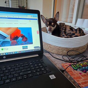 Werkvakantie LuckyDay Socks 2026